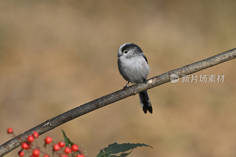 长尾山雀(Aegithalos caudatus)